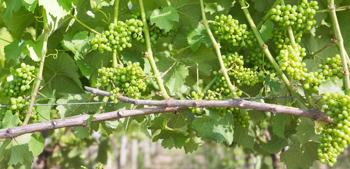 Le vignoble de Saint-Émilion en période de maturation, avant les vendanges des grands vins de Bordeaux
